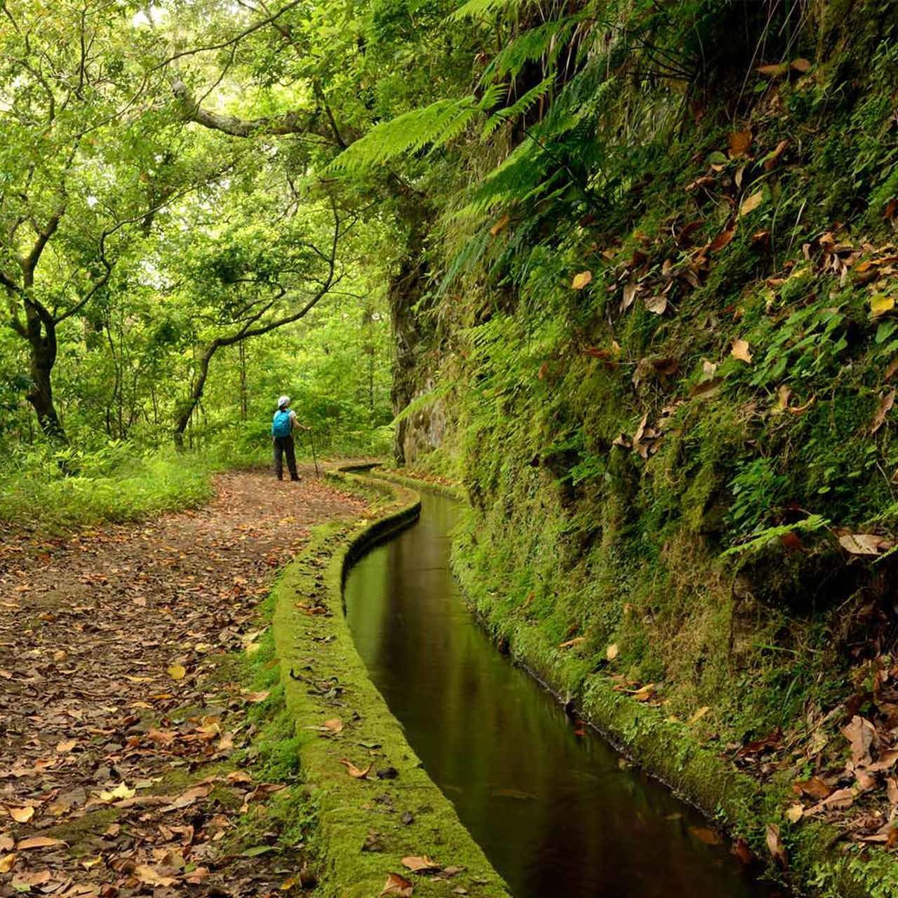 FLORESTA LAURISSILVA