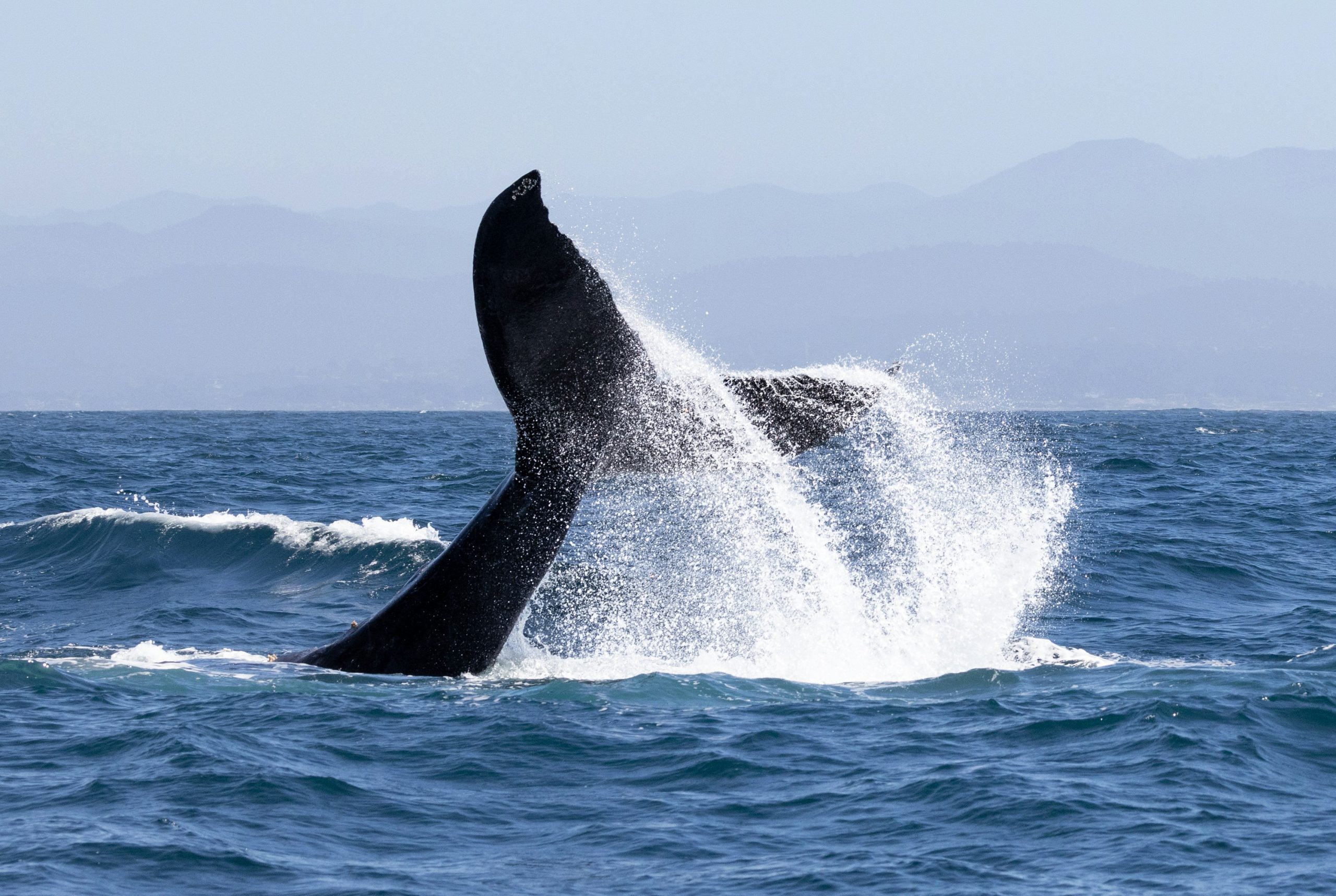 WHALE & DOLPHIN WATCHING